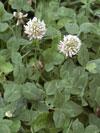 jetel plazivý - Trifolium repens