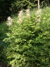 udatna lesní - Aruncus vulgaris