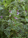 vikev plotní - Vicia sepium