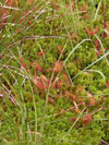 rosnatka okrouhlolistá - Drosera rotundifolia