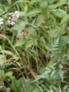 tořice japonská - Torilis japonica