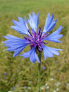 chrpa modrá - Centaurea cyanus