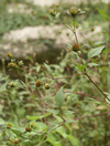 dvouzubec černoplodý - Bidens frondosa
