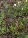 lomikámen zrnatý - Saxifraga granulata