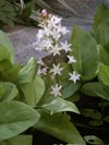 vachta trojlistá - Menyanthes trifoliata