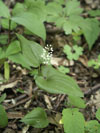 pstroček dvoulistý - Maianthemum bifolium