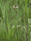 jitrocel kopinatý - Plantago lanceolata