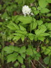 samorostlk klasnat - Actaea spicata