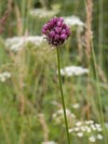 česnek ořešec - Allium scorodoprasum