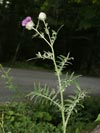 pch blohlav - Cirsium eriophorum