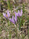 afrn blokvt - Crocus albiflorus