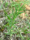 kokořík přeslenatý - Polygonatum verticillatum
