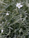 rožec plstnatý - Cerastium tomentosum
