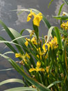 kosatec žlutý - Iris pseudacorus