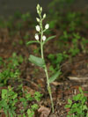 okrotice bílá - Cephalanthera damasonium