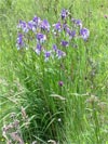 kosatec sibisk - Iris sibirica