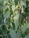 podražec křovištní - Aristolochia clematitis