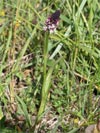vstavač osmahlý - Orchis ustulata