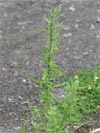 merlk fkolist - Chenopodium ficifolium