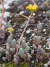 rozchodník suchomilný přímý - Sedum rupestre subsp. erectum