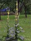 divizna velkokvětá - Verbascum densiflorum