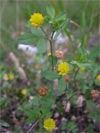 jetel ladní - Trifolium campestre