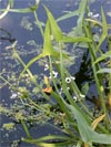 šípatka střelolistá - Sagittaria sagittifolia