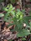 pryšec sladký - Euphorbia dulcis