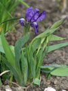 kosatec bezlistý - Iris aphylla