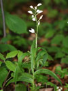 okrotice dlouholistá - Cephalanthera longifolia