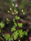 kakost lesklý - Geranium lucidum