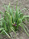 kosatec trávovitý - Iris graminea