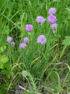 pažitka pobřežní - Allium schoenoprasum