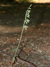 krutk drobnolist - Epipactis microphylla