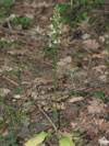 vemenk zelenav - Platanthera chlorantha