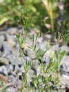 vikev čtyřsemenná - Vicia tetrasperma