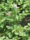 lilek brambor - Solanum tuberosum