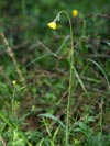 chlupáček myší ouško (jestřábník myší ouško) - Pilosella lactucella [Hieracium lactucella]