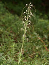 jazek jadransk - Himantoglossum adriaticum