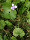 violka bahenní - Viola palustris