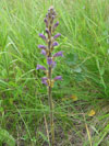 mordovka (záraza) nachová pravá - Phelipanche purpurea purpurea