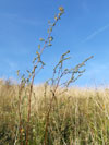 pelyněk ladní - Artemisia campestris