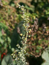 pelyněk pontický - Artemisia pontica