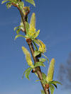 vrba trojmužná - Salix triandra