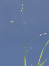 strdivka jednokvt - Melica uniflora