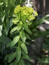 pryšec bahenní - Euphorbia palustris