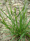 ostřice srstnatá - Carex hirta