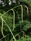 ostřice převislá - Carex pendula