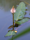 rdesno obojživelné - Persicaria amphibia