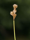 ostřice zaječí - Carex ovalis